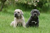 CANE CORSO 1039